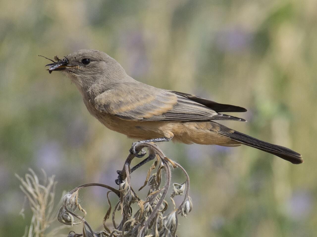 Grey, buff, and rufous-colored songbird holds large black insect in beak.