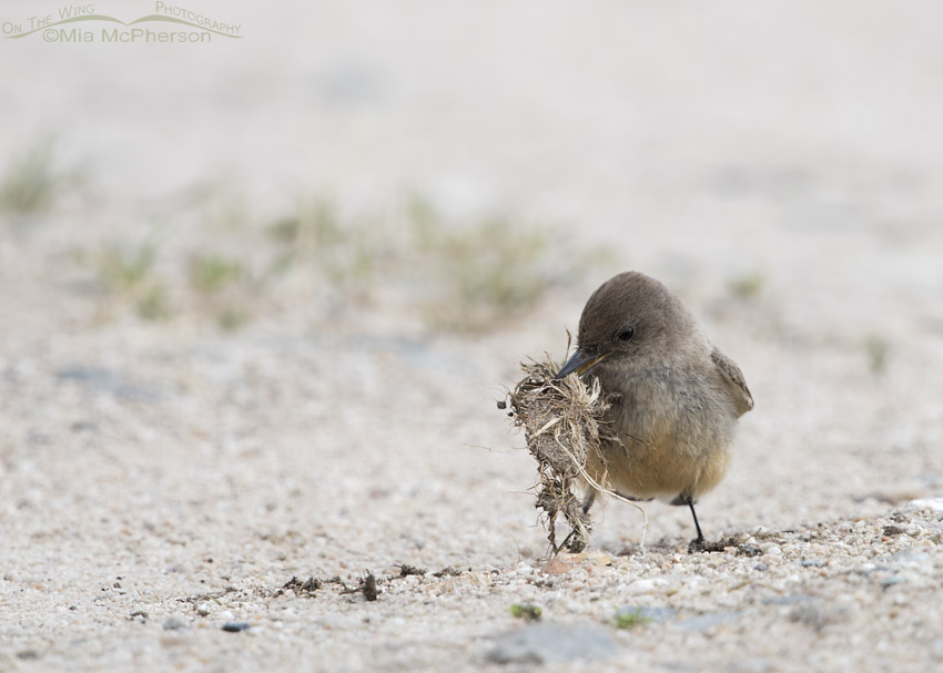 Grey, buff, and rufous-colored songbird holds sisal rope in black beak and stands on sand.