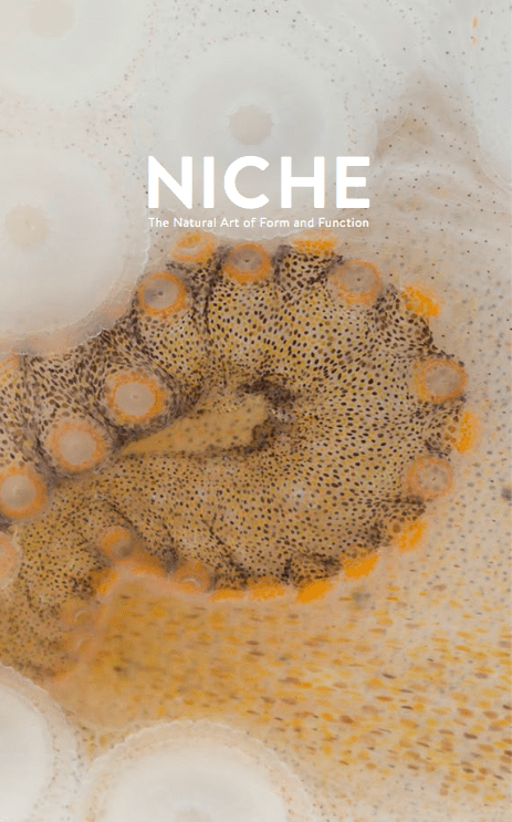 A close-up of an octopus tentacle with the title “Niche: The Natural Art of Form and Function.”