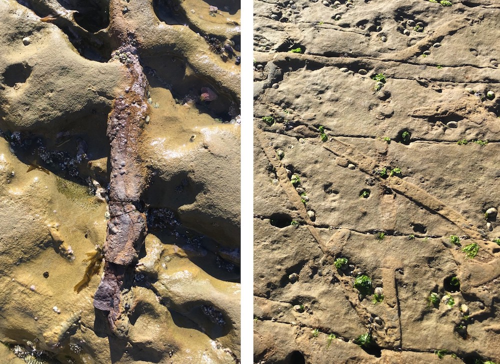 Ophiomorpha and Thalassinoides fossilized burrows of Ophiomorpha (left) and Thalassinoides (right) in the Cabrillo National Monument tidepools.