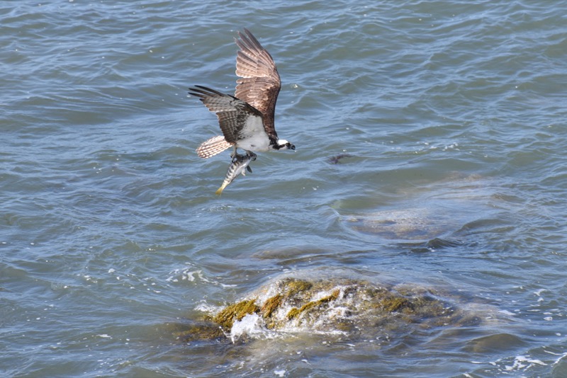 An Osprey (Pandion haliaetus) transporting a recent fish-kill