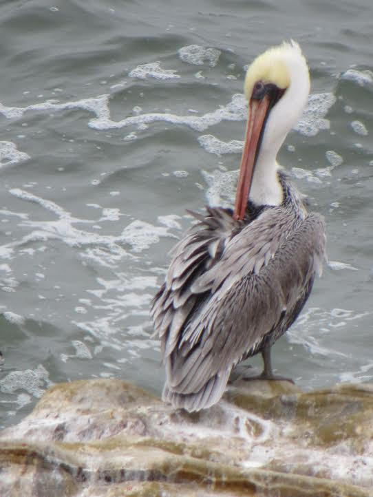 A Brown Pelican standing on a grey rock cliff, looking backward, with ocean background.