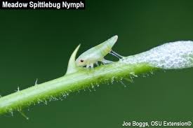 A Green spittlebug nymph excreting white bubbles onto a bright green branch.