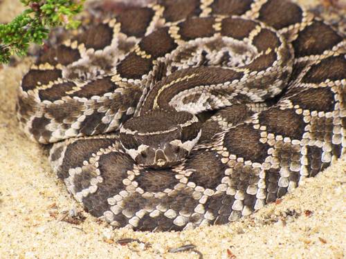 A Southern Pacific Rattlesnake is coiled in the sand, facing the camera. In frame is its large triangular head.