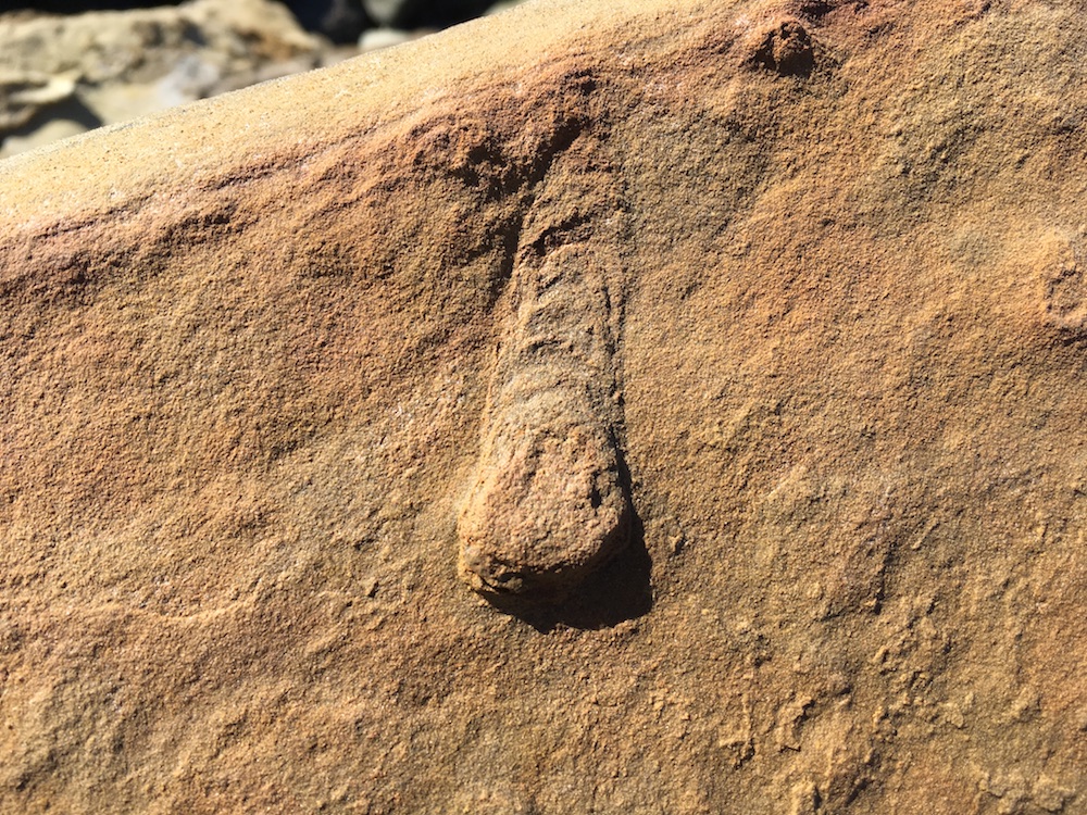 fossilized Scolicia burrow on the cliff’s edge at Cabrillo National Monument.