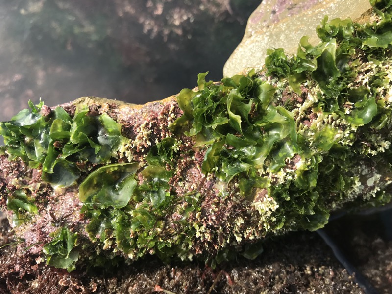 sea lettuce Sea Lettuce (Ulva californica)