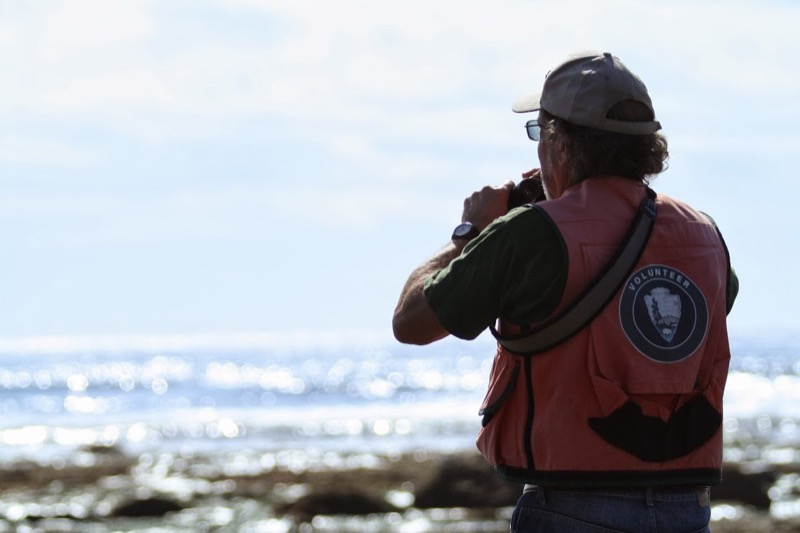 A surveyor searching for shorebirds along the rocky intertidal