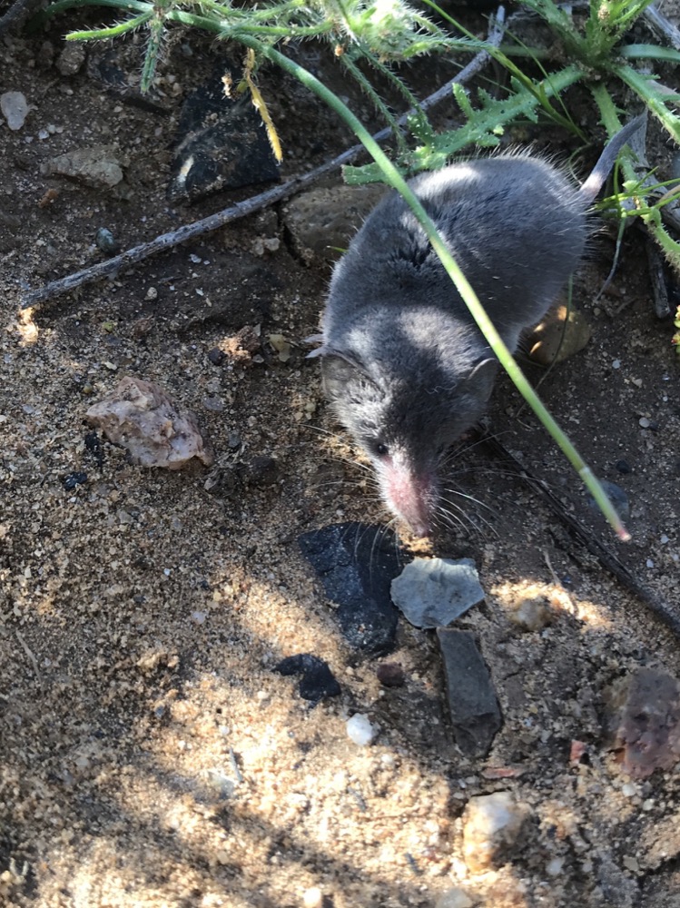 A small, gray Desert Shrew with prominent long snout is photographed among the brush. A small, gray Desert Shrew with prominent long snout is photographed among the brush.