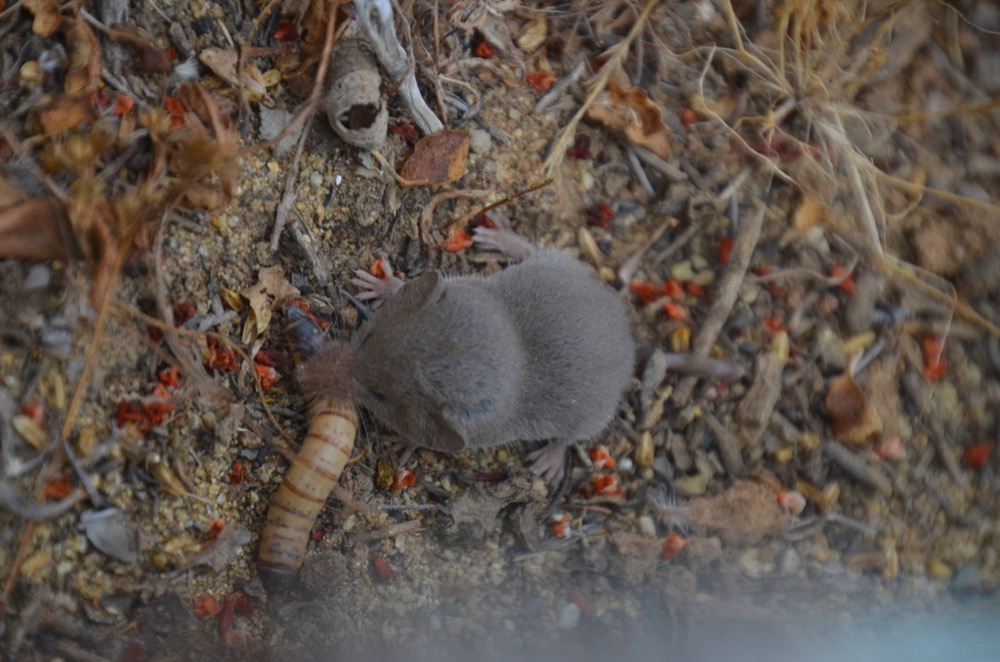 A Desert Shrew eating a mealworm that is almost its same size.