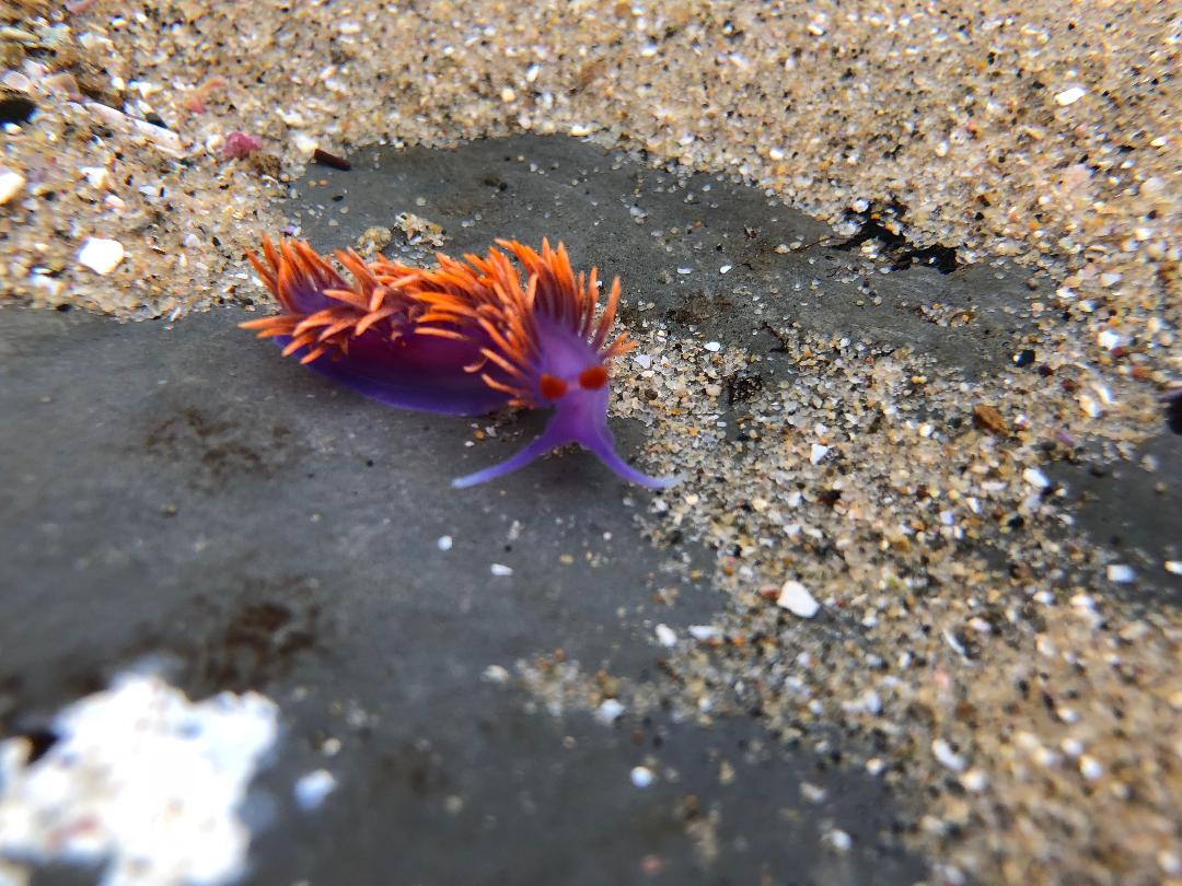 A Spanish Shawl nudibranch showing the fiercely bright cerata warn would be predators of the dangers of trying to eat this small morsel.