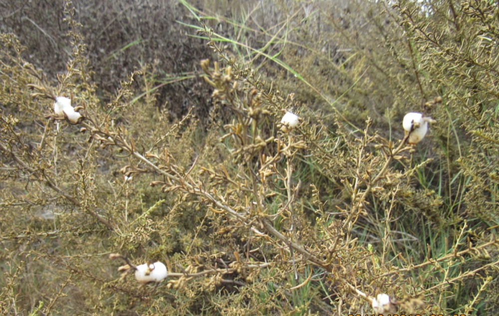 Five foamy white Spittlebug homes on a California Sagebrush branch.