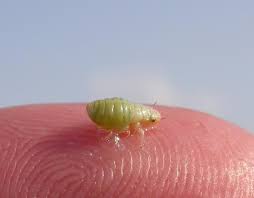 A small green nymph on the tip of a finger.