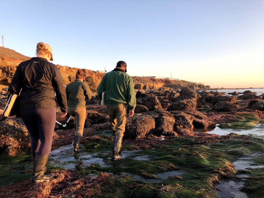 members of the Natural Resources Team walk through the Cabrillo tidepools, stepping into the water rather than on top of boulders.