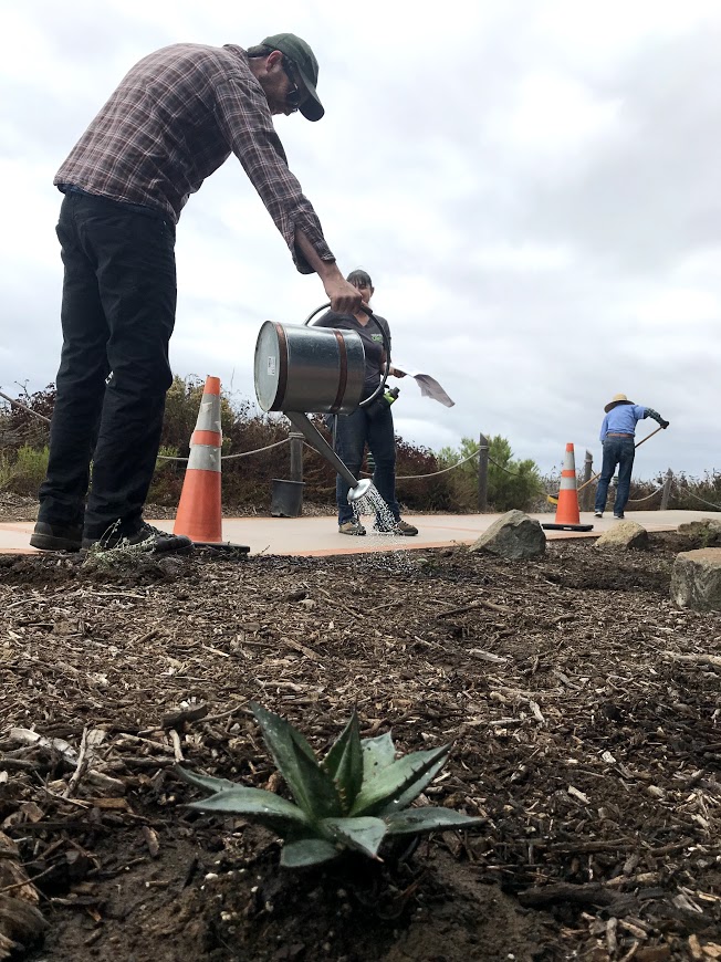 a volunteer using a watering can to water a newly-planted area behind the Visitor Center at Cabrillo National Monument. a volunteer using a watering can to water a newly-planted area behind the Visitor Center at Cabrillo National Monument.