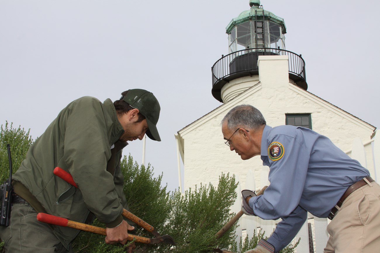 A man with a green park uniform (left) and a man with a blue volunteer shirt and tan pants (right) both handle large clippers to trim a green hedge that is planted in front of a white lighthouse structure.