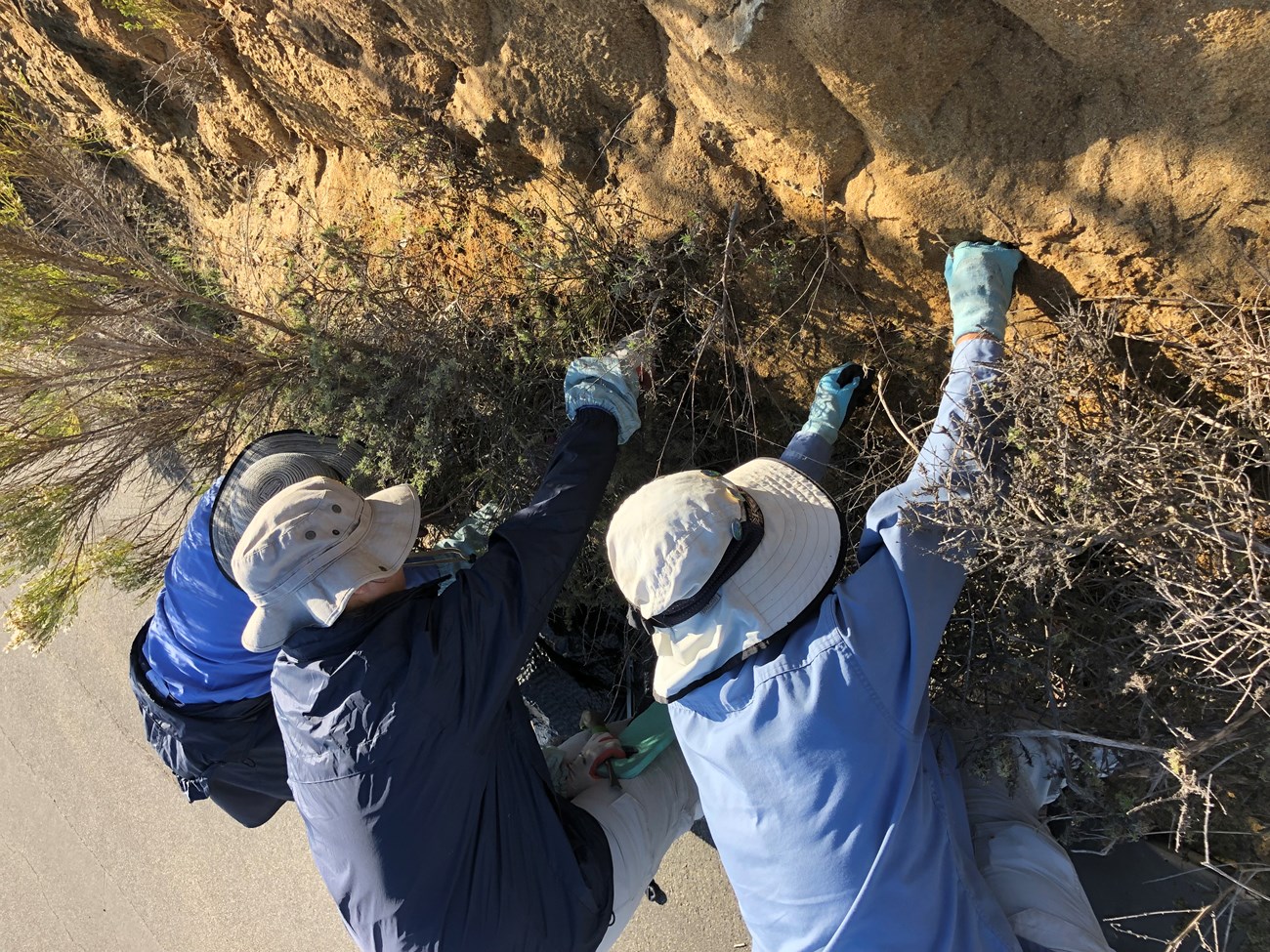 Three park volunteers in an assortment of blue and white clothing and green gloves crouch near the base of a cliff and pull invasive plant species.