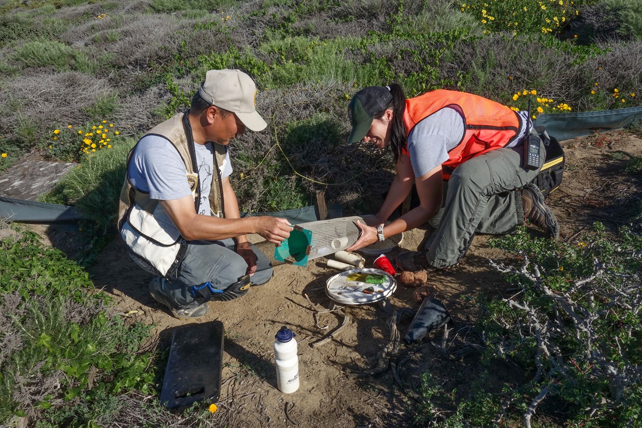 A park volunteer and park ranger in outdoor clothing and safety vests crouch on a dirt path by a ½-foot cloth fencing and handle a snake and lizard trap for monitoring. Around them are pockets of green-and-gray plants with sprinklings of yellow poppies.