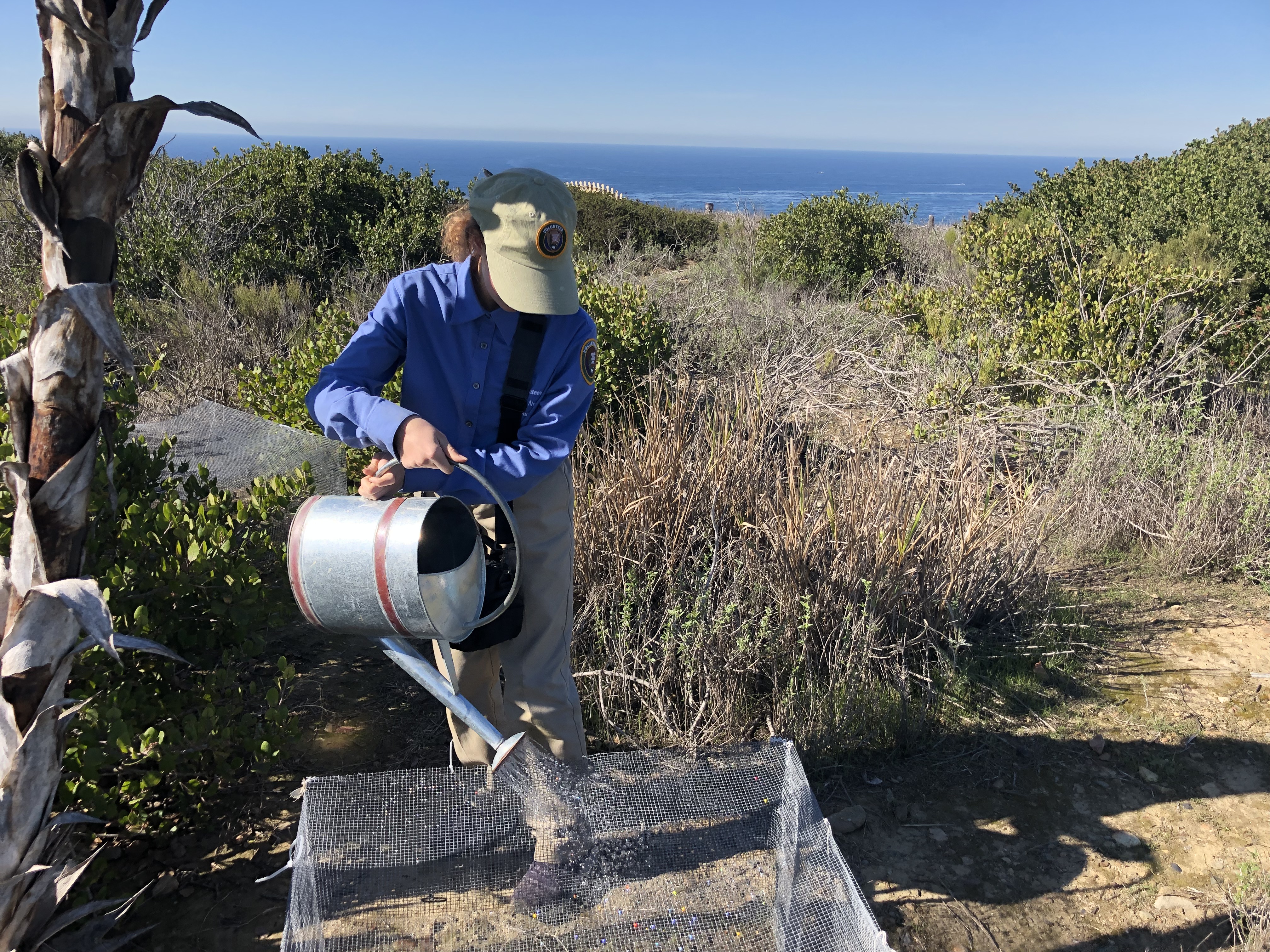 A young woman in a blue volunteer shirt and a tan hat and pants stands next to a long and dry plant structure and waters a sectioned-off dirt plot with a metal watering can. Behind her are pockets of green-and-gray plants and the Pacific Ocean.