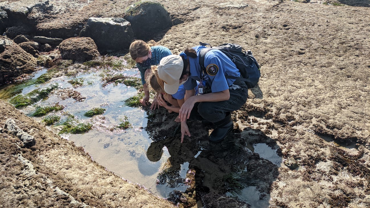 A volunteer in a blue shirt and tan cap crouches down with a person and points at something in shallow water along a rocky beach.