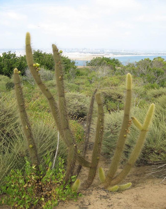 Native Plant Species - Cabrillo National Monument (U.S. National Park  Service)
