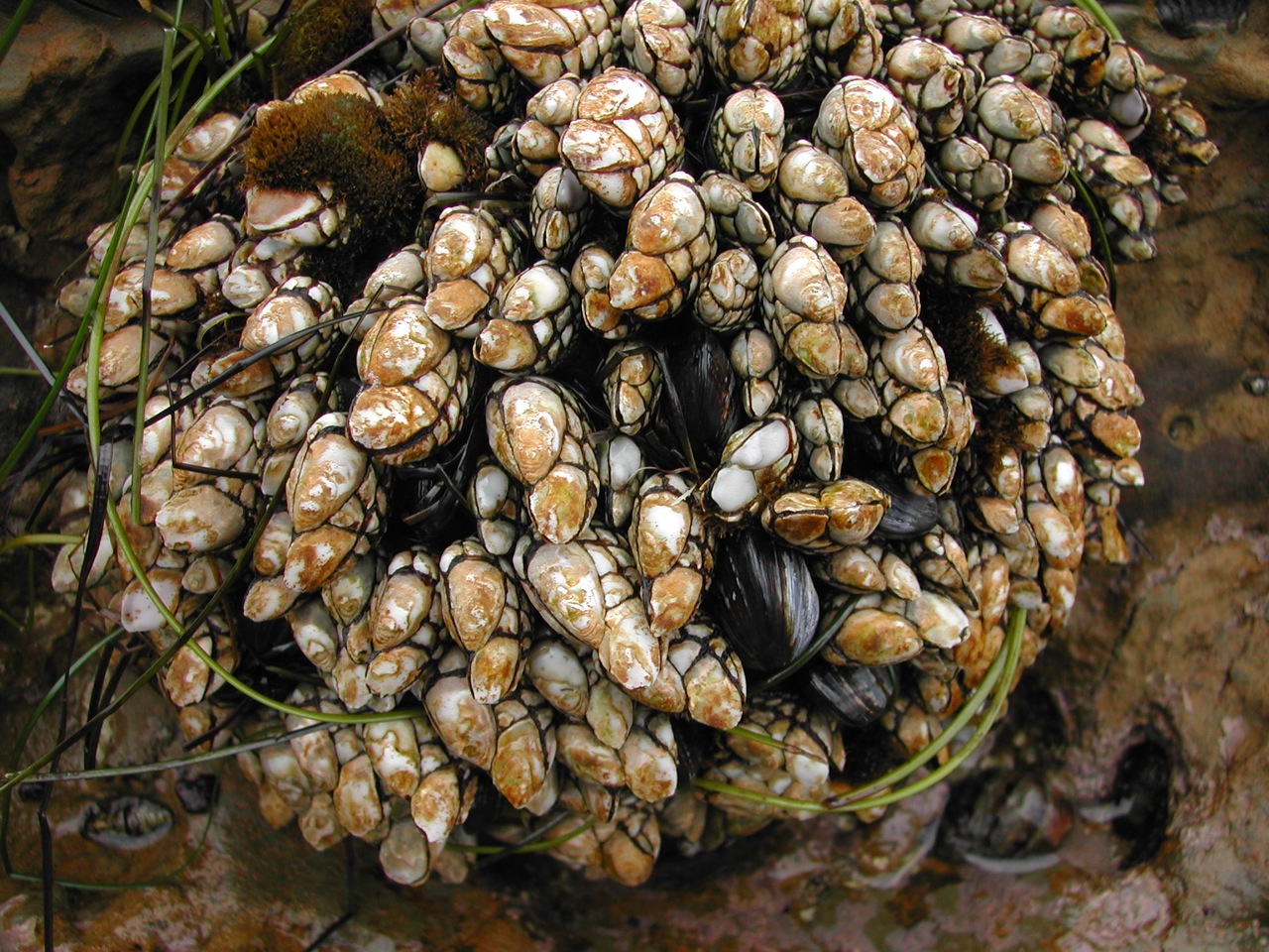 Gooseneck Barnacles