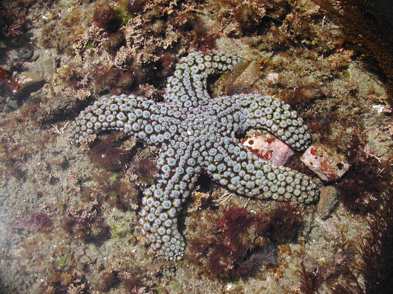Knobby Seastar