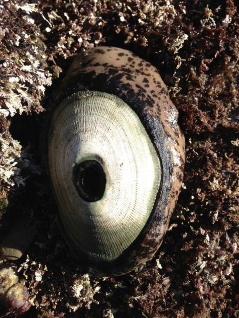 Giant_Keyhole_Limpet1