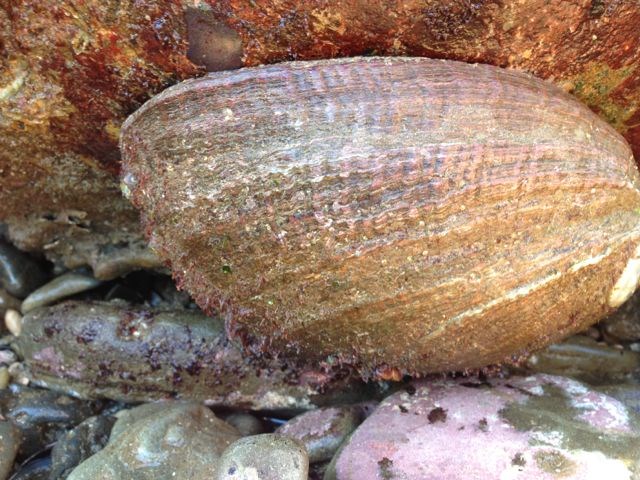 Green_Abalone