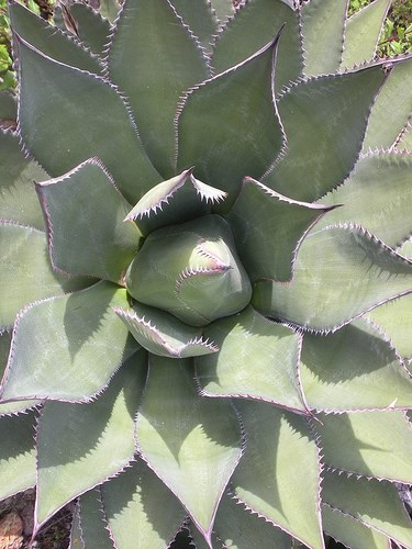 Closeup of an Agave plant