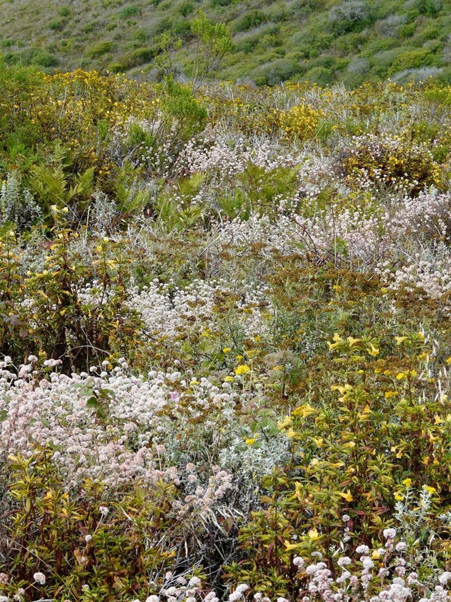 Closeup of Native plants at Cabrillo