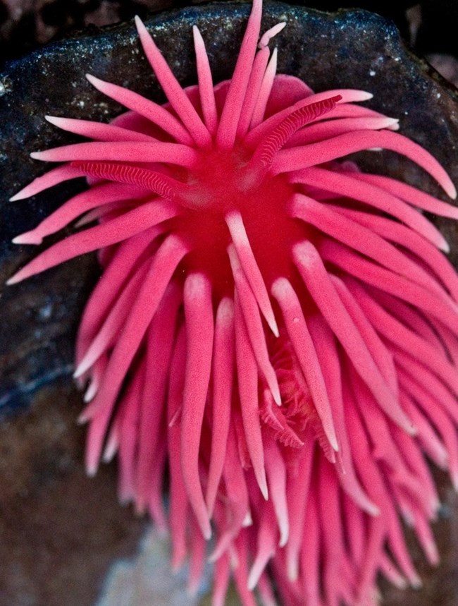 A Rosy Nudibranch