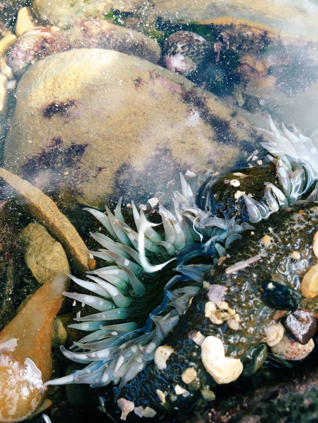 Photo of a solitary anemone