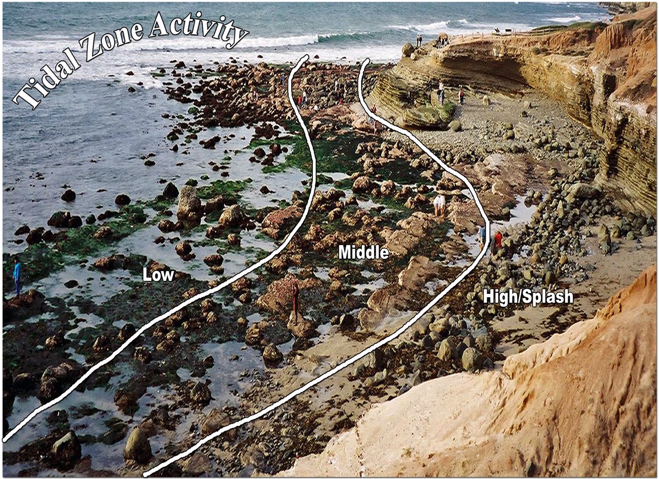 Photo showing Tidepools at low tides with zonation