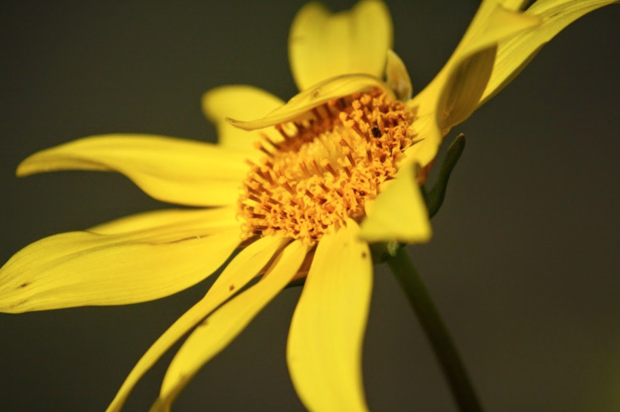 closeup of wildflowers