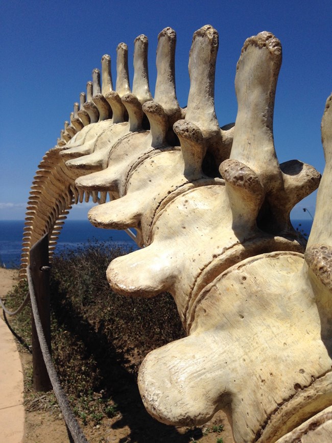 Photo of Whale Skeleton cast