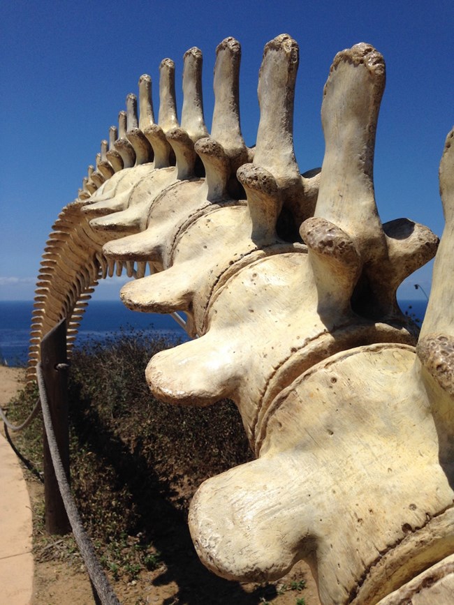 Photo of Whale Skeleton cast Photo of Whale Skeleton cast