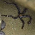 Banded Brittle Star