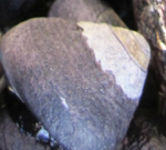 Black Turban Snail