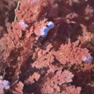 Coralline Algae