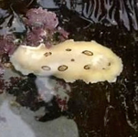 Dorid Nudibranch