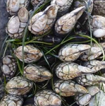 Gooseneck Barnacles