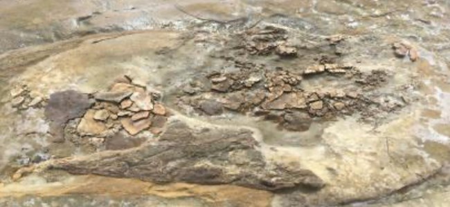 Photo showing am inoceramid, a trace fossil