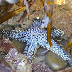 Knobby Sea Star