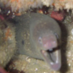 Moray Eel