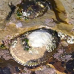 Owl Limpet