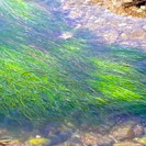 Sea Grass