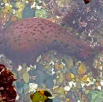 Sea Hare