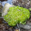 Sea Lettuce