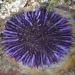 Sea Urchin