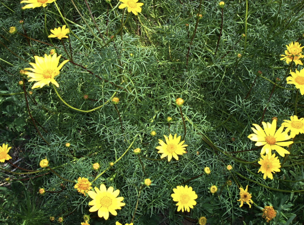 Sea Dahlias along the Coastal Trail